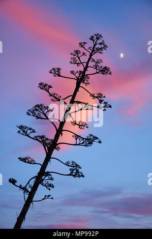 Une usine de sentry (Agave americana) pédoncule contre la lune et le coucher de soleil rose nuages à El Pilar de la Mola (Formentera, Iles Baléares, Espagne) Banque D'Images