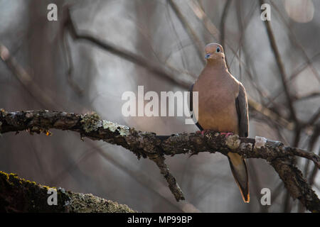 La Tourterelle triste regarde droit devant, situé sur un vieux pommier direction générale. Banque D'Images