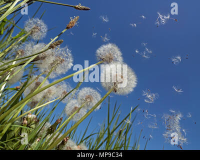 Graines de pissenlit officinal Taxaxacum dans le vent Banque D'Images