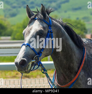 Portrait de l'Arabian cheval gris. Banque D'Images