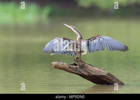 Anhinga (Anhinga anhinga) sécher ses ailes, Pantanal, Brésil. Banque D'Images