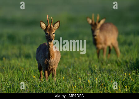 Deux chevreuils sur la prairie au printemps, (capreolus capreolus), Allemagne Banque D'Images