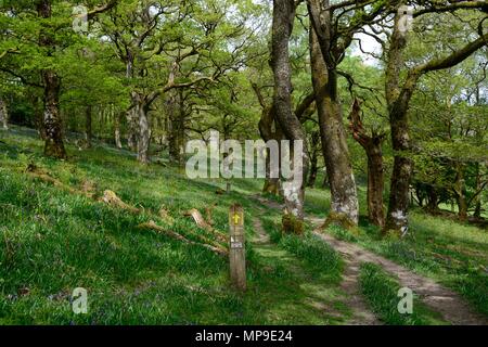 Sentier signe sur promenade à travers des bois de chêne Atlantique-Gwenllwyn Rhandirmwyn réserve RSPB Cambrian Mountains Wales UK Banque D'Images