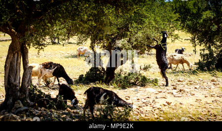 Le pâturage des chèvres et des arbres autour d'Argan dans la plaine au sud du Haut Atlas, Maroc, Afrique du Nord Banque D'Images