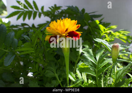 Dans l'avant-plan est une fleur jaune et rouge de Tagetes, dans l'arrière-plan sont les feuilles vertes. Banque D'Images