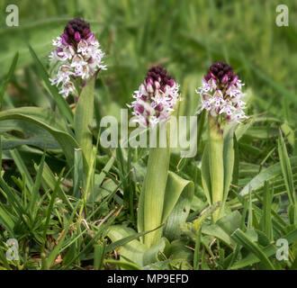 Holocauste astuce orchid (Neotinia) ustulata Orchis ustulata également connu sous le nom de Banque D'Images