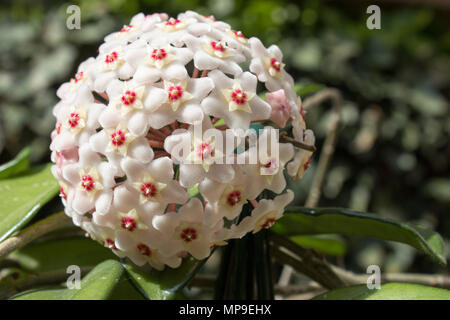 Détail de fleurs macro d'une usine de cire (Hoya carnosa ×). Banque D'Images