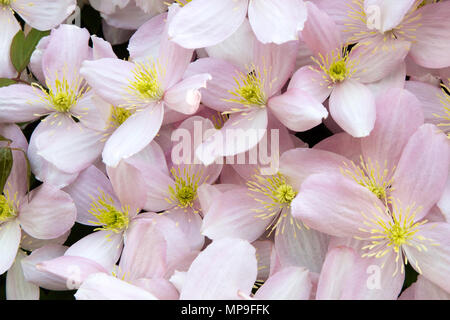 Clematis montana une plante grimpante avec des fleurs en pleine floraison avec pétales de rose et de l'étamine Jaune sur vert feuilles prises sur une fin du printemps ensoleillé Banque D'Images