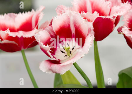 Tulip Canasta Banque D'Images