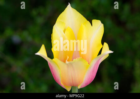 Tulip rougir Lady Banque D'Images