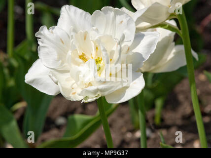 Tulip Mount Tacoma Banque D'Images