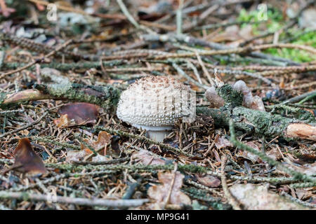 (Amanita rubescens blusher européenne) dans une forêt sauvage Banque D'Images