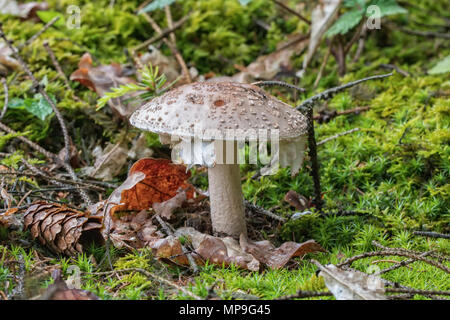 (Amanita rubescens blusher européenne) dans une forêt sauvage Banque D'Images