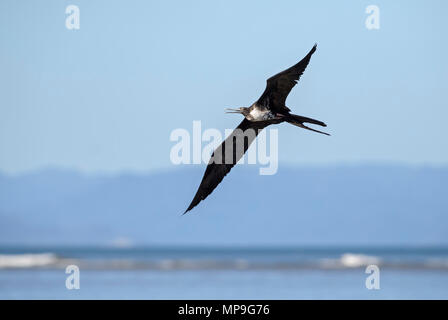 - Frégate superbe Fregata magnificens, beau grand oiseau de mer de Nouveau Monde, le Costa Rica. Banque D'Images