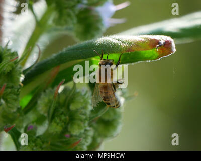 - Melilifera d'abeilles Apis pendaison au repos sur une feuille Banque D'Images