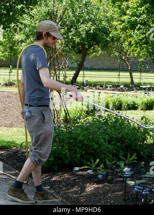 Jeune homme d'arrosage des plantes de jardin Banque D'Images