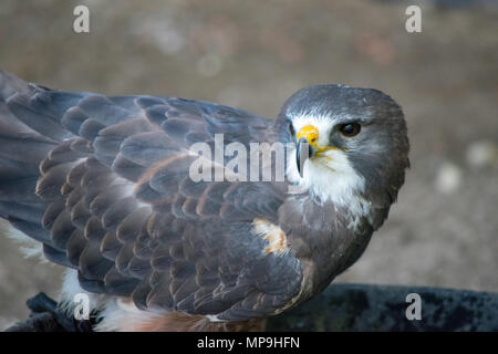 De Swainson (Buteo swainsoni) est un grand de l'Hawk Buteo Falconiformes trouvés dans le Nord. Les oiseaux de proie de l'Alberta Foundation, Coaldale, Alberta Banque D'Images