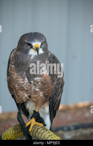 De Swainson (Buteo swainsoni) est un grand de l'Hawk Buteo Falconiformes trouvés dans le Nord. Les oiseaux de proie de l'Alberta Foundation, Coaldale, Alberta Banque D'Images