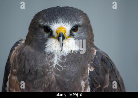 Close up head shot of de Swainson (Buteo swainsoni) est un grand de l'Hawk Buteo Falconiformes trouvés dans le Nord. Alberta Birds of Prey Foundat Banque D'Images