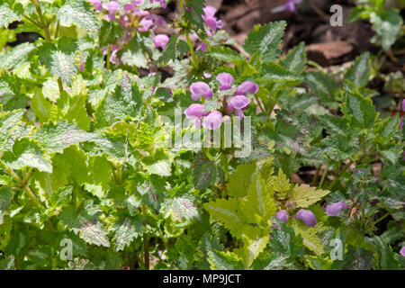 Lamium maculatum Golden Anniversaire Banque D'Images