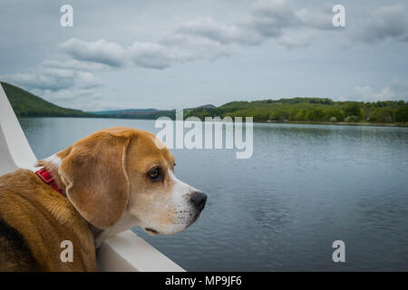 Chien Beagle sur un bateau, à la recherche d'un bout à Coniston Water dans le Lake District, UK Banque D'Images