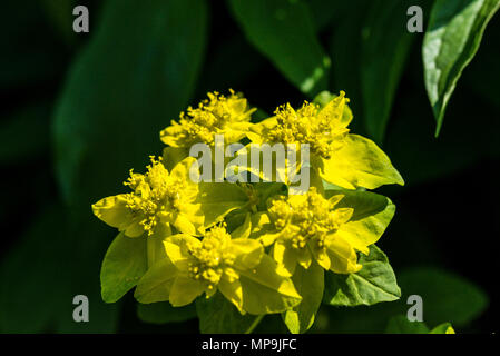 Un gros plan d'amortir l'euphorbe ésule (Euphorbia epithymoides) Banque D'Images