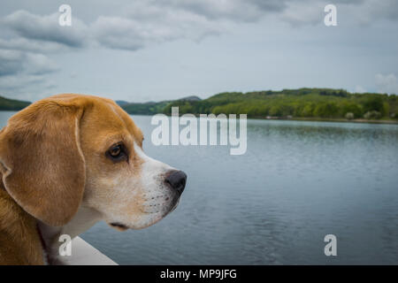 Chien Beagle sur un bateau, à la recherche d'un bout à Coniston Water dans le Lake District, UK Banque D'Images