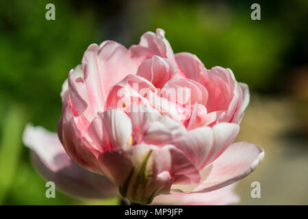 Tulipa 'angélique' double fin tulip en fleurs au printemps Banque D'Images