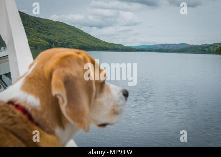 Chien Beagle sur un bateau, à la recherche d'un bout à Coniston Water dans le Lake District, UK Banque D'Images