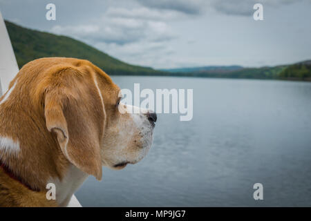 Chien Beagle sur un bateau, à la recherche d'un bout à Coniston Water dans le Lake District, UK Banque D'Images