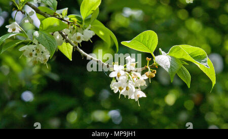 Halesia carolina Snowdrop tree Banque D'Images