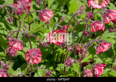 Geum Bell Banque Banque D'Images