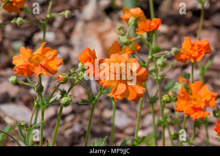 Geum Prince d'Orange Banque D'Images