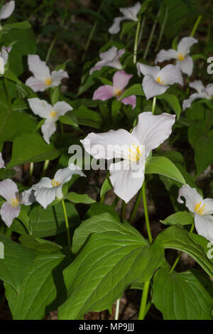 Une colonie de trillium à grande fleur dans les Blue Ridge Mountains de la Géorgie du nord, USA. Banque D'Images