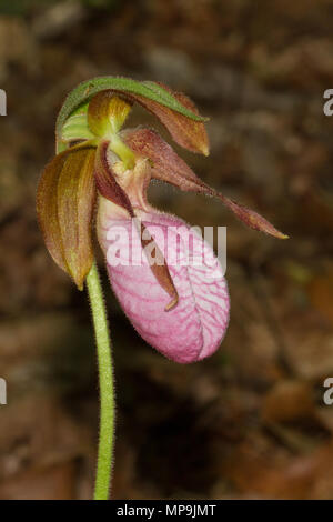 Une pink lady's slipper blossum. Banque D'Images