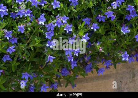 Lithodora diffusa 'Heavenly Blue' Banque D'Images