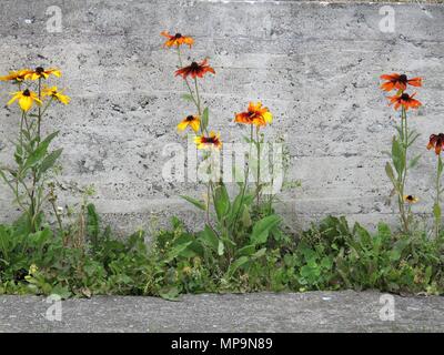 Fleurs sauvages colorées contre un mur de ciment Banque D'Images