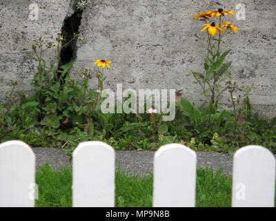 Fleurs sauvages colorées contre un mur de ciment Banque D'Images