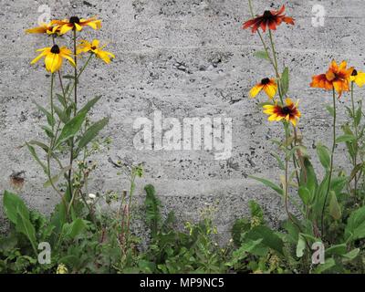 Fleurs sauvages colorées contre un mur de ciment Banque D'Images