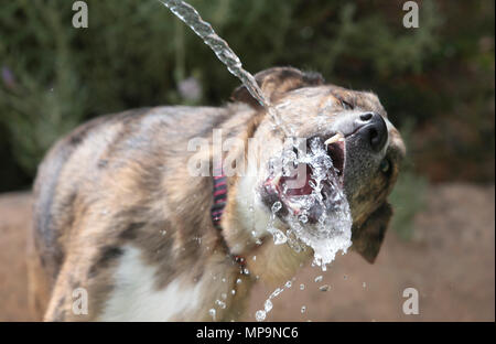 Un berger chien joue avec un jet d'eau d'un tuyau flexible au cours d'une journée saison printemps haute température dans la Méditerranée espagnole de Majorque Banque D'Images