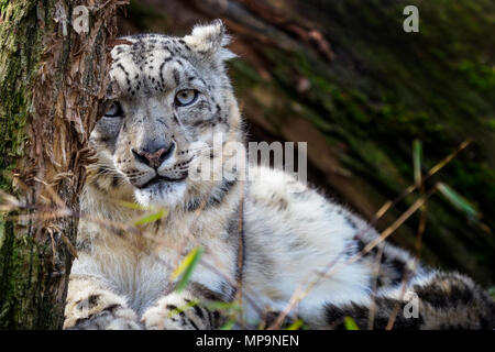 Snow Leopard - Irbis (Panthera uncia). Banque D'Images