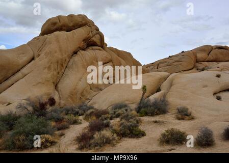 Avec veine rock monzogranite aplitiques, Jumbo Rocks campground, Joshua Tree National Park, CA 68164 180312 Banque D'Images