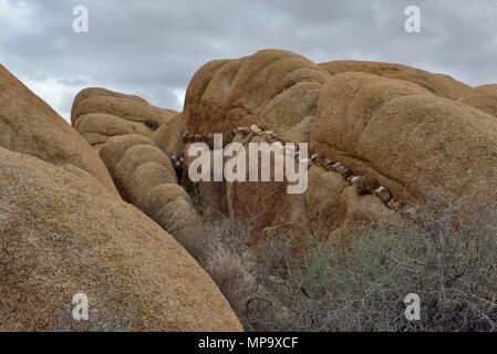 Avec veine rock monzogranite aplitiques, Jumbo Rocks, Joshua Tree, CA 68174 180312 Banque D'Images