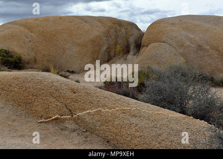 Avec veine rock monzogranite aplitiques, Jumbo Rocks, Joshua Tree National Park,CA 68175 180312 Banque D'Images