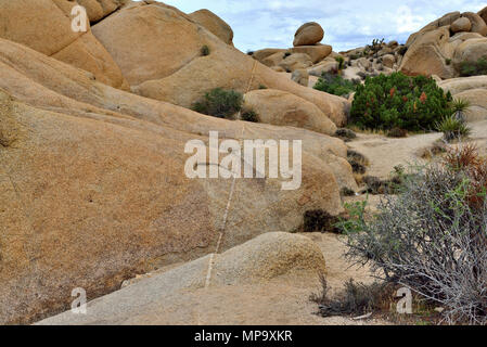 Avec veine rock monzogranite aplitiques, Jumbo Rocks campground, Joshua Tree National Park, CA 68178 180312 Banque D'Images