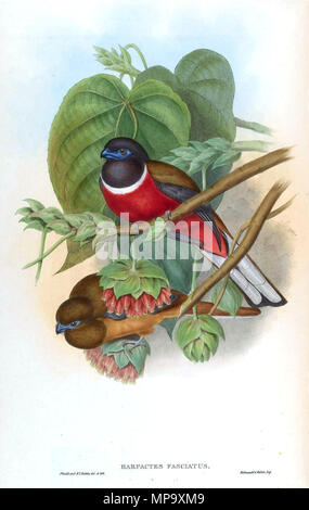 . Trogon Malabar Harpactes fasciatus (Pennant) . Entre 1850 et 1854. John Gould (1804-1881) Noms alternatifs Gould zoologiste Britannique Description Date de naissance/décès 14 Septembre 1804 2 mars 1881 Lieu de naissance/décès, Lyme Regis London Authority control : Q313787 : VIAF 29597222 ISNI : 0000 0001 2125 9888 ULAN : 500006638 RCAC : n79100355 NLA : 35137514 846 MalabarTrogonGould WorldCat Banque D'Images