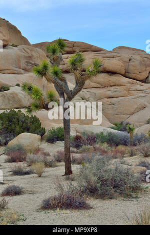 Joshua Tree, avec veine rock Monzogranite aplitiques, Jumbo Rocks campground, Joshua Tree National Park, CA 68184 180312 Banque D'Images