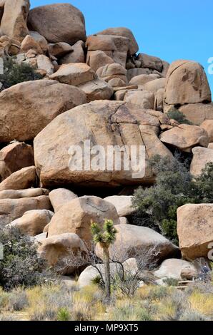 Joshua tree, Yucca brevifolia, Yucca, palm rock pile monzogranite, Hidden Valley, Joshua Tree National Park, CA 73468 180312 Banque D'Images