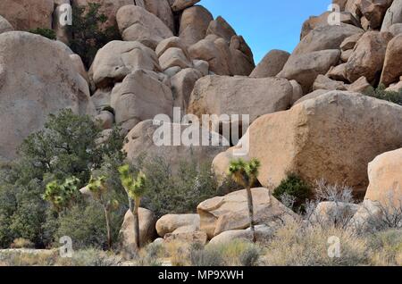 Joshua trees, Yucca brevifolia, Yucca, palm rock pile monzogranite, Hidden Valley, Joshua Tree National Park, CA 73469 180312 Banque D'Images