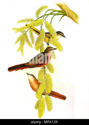 . Minivet rouge rose Pericrocotus roseus (Vieillot) . Entre 1855 et 1860. John Gould (1804-1881) Noms alternatifs Gould zoologiste Britannique Description Date de naissance/décès 14 Septembre 1804 2 mars 1881 Lieu de naissance/décès, Lyme Regis London Authority control : Q313787 : VIAF 29597222 ISNI : 0000 0001 2125 9888 ULAN : 500006638 RCAC : n79100355 NLA : 35137514 1074 RosyMinivetGould WorldCat Banque D'Images